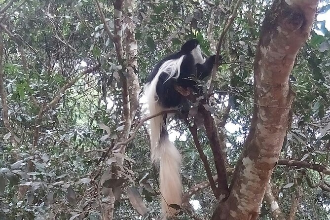 The Amaizing Private Day Trip to the lovely Arusha National Park - Who should book this private day trip