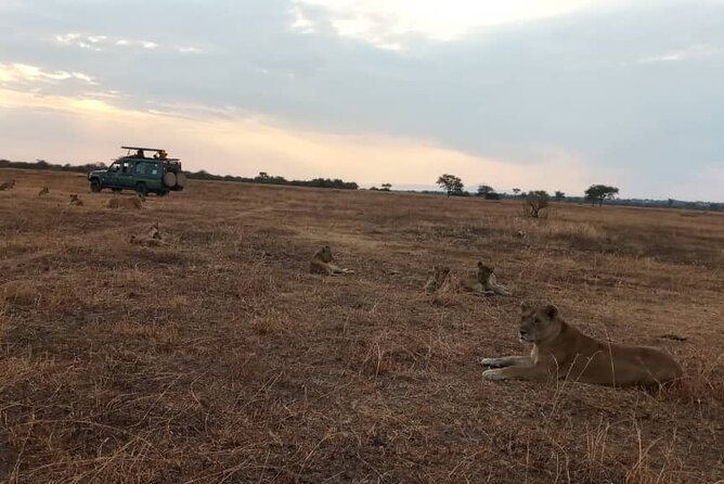 The Best 3Days Start from Mwanza to Serengeti' through Viator - What this three-day safari is really offering