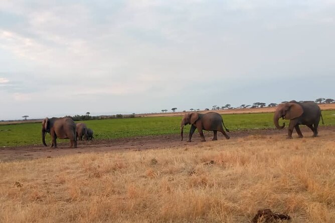 The Best 3Days Start from Mwanza to Serengeti' through Viator - Guides, vehicles, food, and lodging