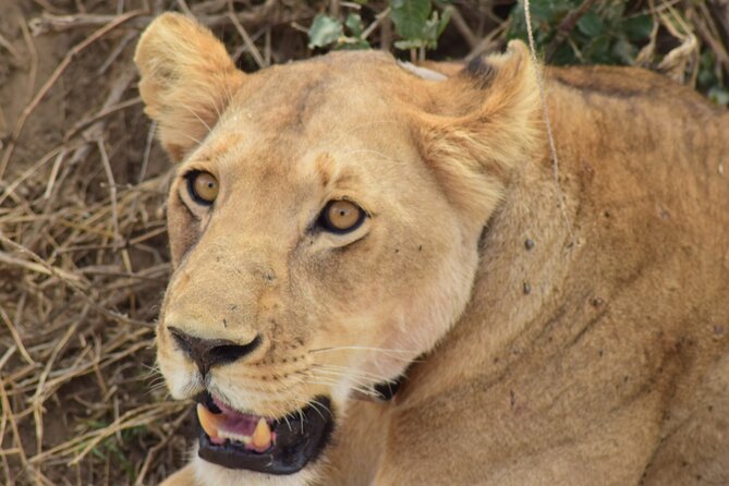 The Best 4 Days Serengeti & Ngorongoro Private Mid-range Safari - Day 1: From Arusha to the Seronera River