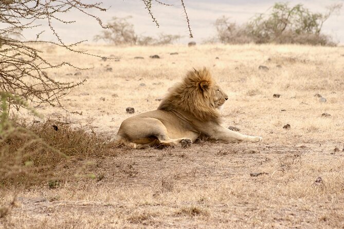 The Best 4 Days Serengeti & Ngorongoro Private Mid-range Safari - What the $1,781 price includes