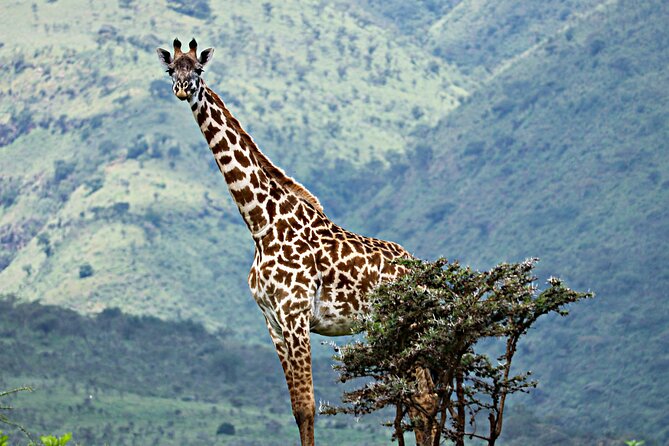 The Best 4 Days Serengeti & Ngorongoro Private Mid-range Safari - The timing issue you should settle first