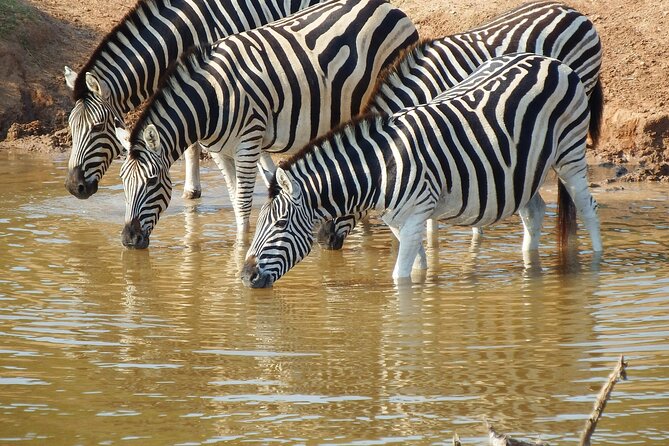The Best 4 Days Serengeti & Ngorongoro Private Mid-range Safari - Day 3: Leaving Serengeti for Ngorongoro Crater