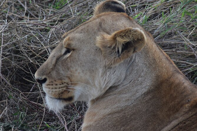 The Best and Most Affordable 4-Day Tanzania Budget Private Safari - Day four: the final game drive and return to Arusha