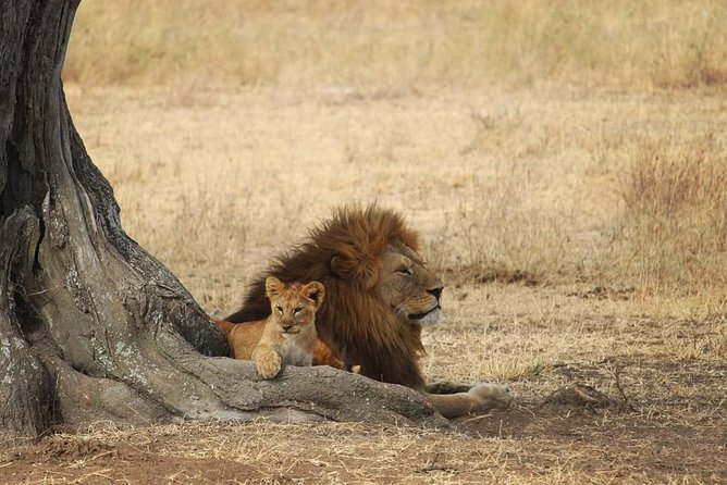 The best Selous 1 day safari from Zanzibar - Key points to know before booking