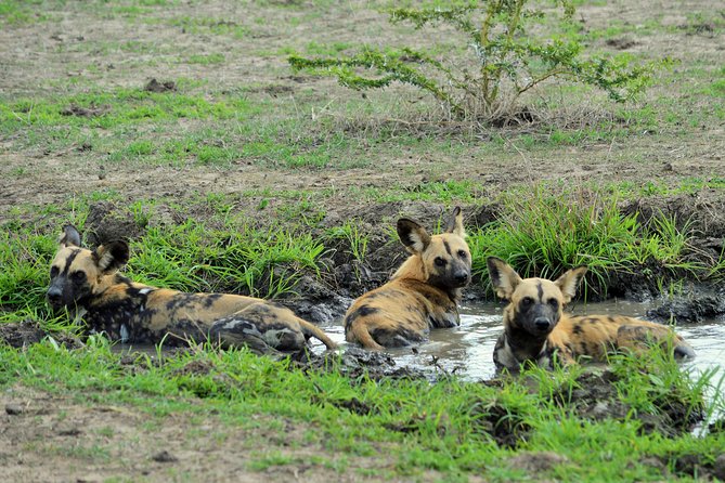 The best Selous 1 day safari from Zanzibar - What you might see, and what you should not expect
