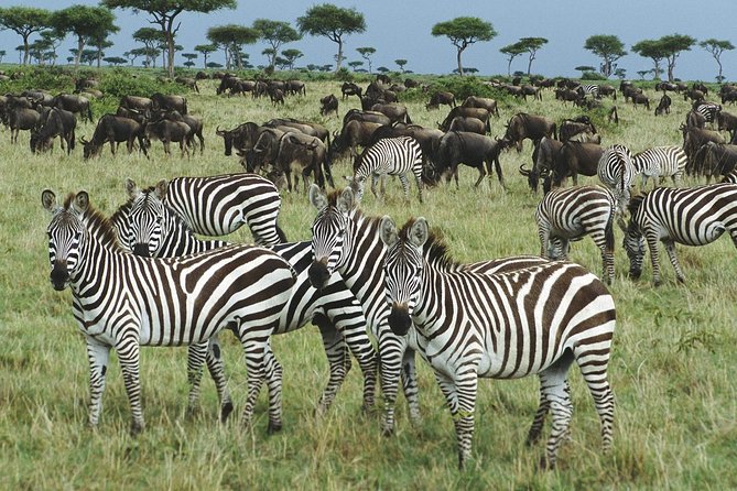 The best Selous 1 day safari from Zanzibar - A bush lunch at about 1:30 p.m.