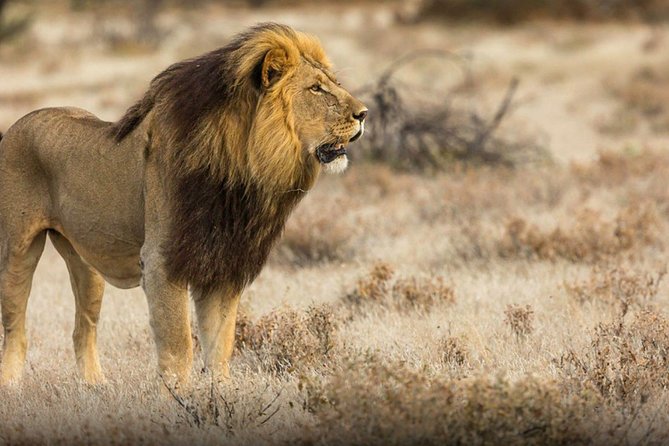 The best Selous 1 day safari from Zanzibar - The guide and group size