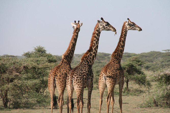 The best Selous 1 day safari from Zanzibar - The short flight to Mtemere airstrip