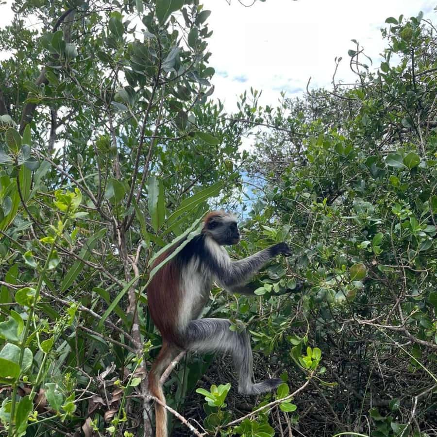 THE GREEN TOUR: Jozani Forest & Mangrove Kayaking Experience - Key points to know before booking