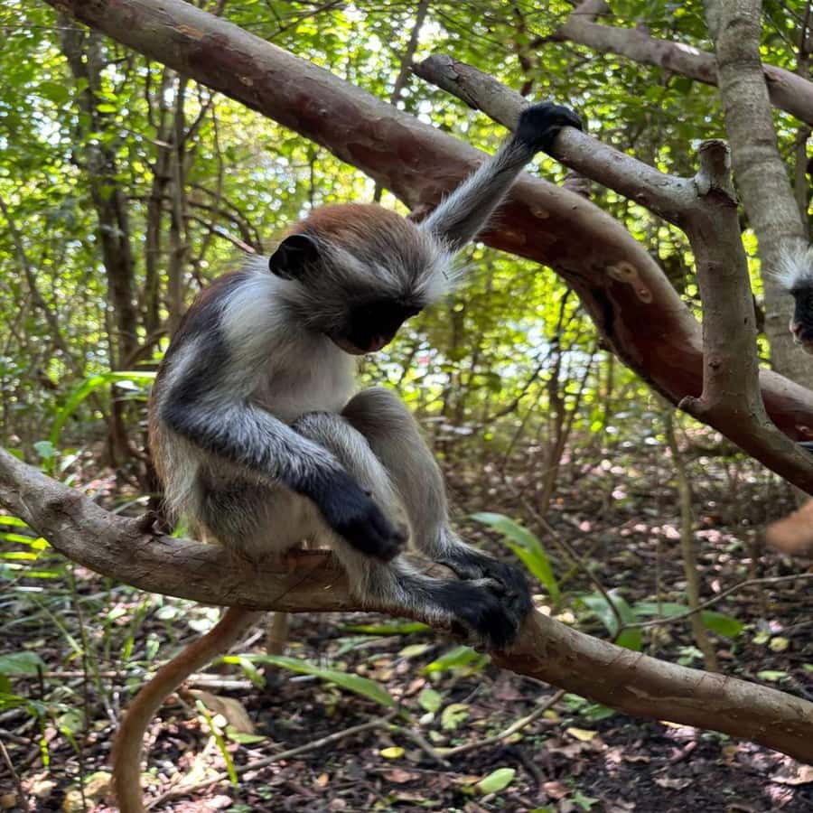 THE GREEN TOUR: Jozani Forest & Mangrove Kayaking Experience - Why this Green Tour feels different from a standard forest visit