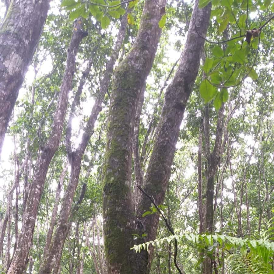 THE GREEN TOUR: Jozani Forest & Mangrove Kayaking Experience - A village visit near the mangroves