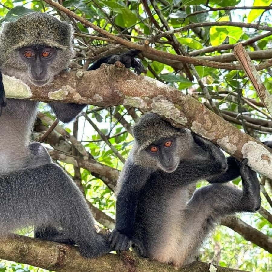 THE GREEN TOUR: Jozani Forest & Mangrove Kayaking Experience - Walking the forest trails and mangrove boardwalk
