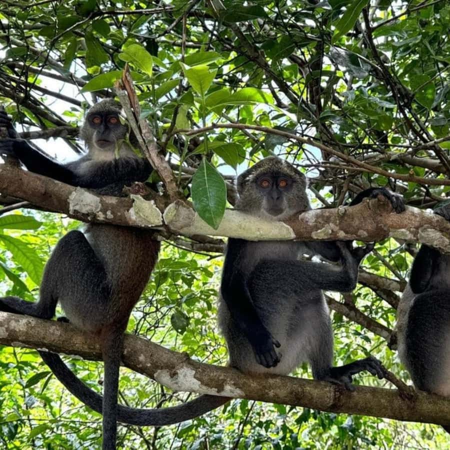 THE GREEN TOUR: Jozani Forest & Mangrove Kayaking Experience - Transport, private groups, and the eight-hour schedule