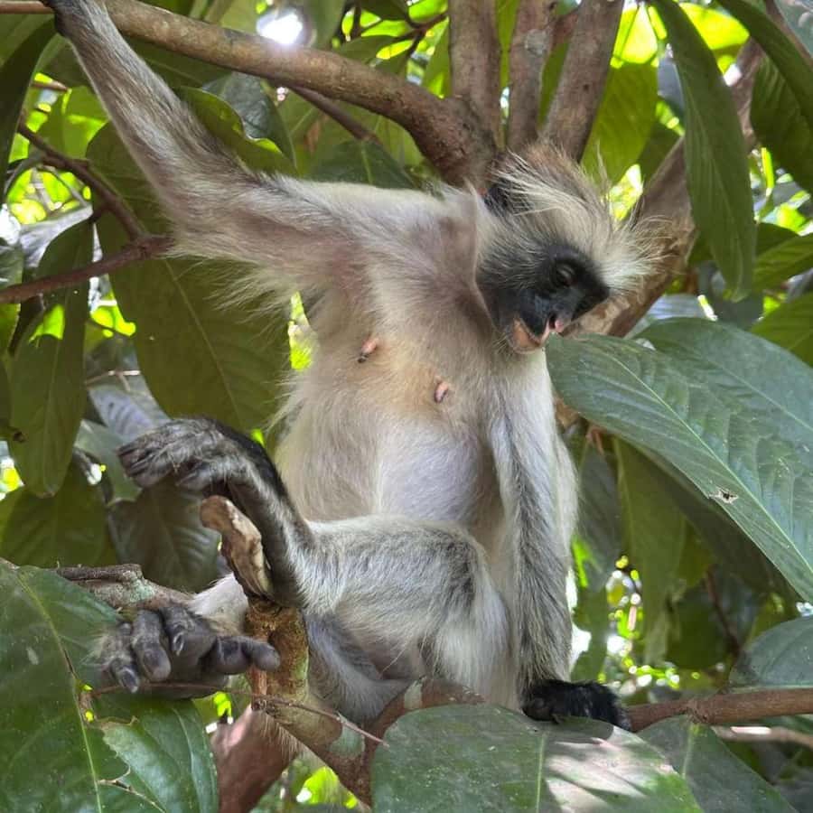 THE GREEN TOUR: Jozani Forest & Mangrove Kayaking Experience - What to bring for the mangroves and forest