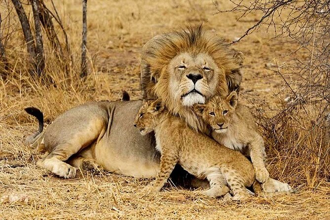 The Top Rated 6-Day Serengeti Budget Camping Safari in Tanzania - Day 5: Wildlife in the Ngorongoro Crater