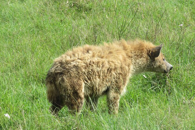 The World's Most Affordable 5-day Serengeti Budget Camping Safari - What this five-day safari is really offering