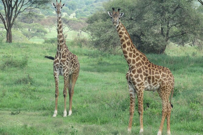 The World's Most Affordable 5-day Serengeti Budget Camping Safari - Day 3: The best wildlife day in the schedule