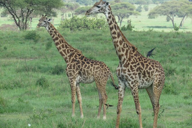 The World's Most Affordable 5-day Serengeti Budget Camping Safari - Camping conditions and what is included