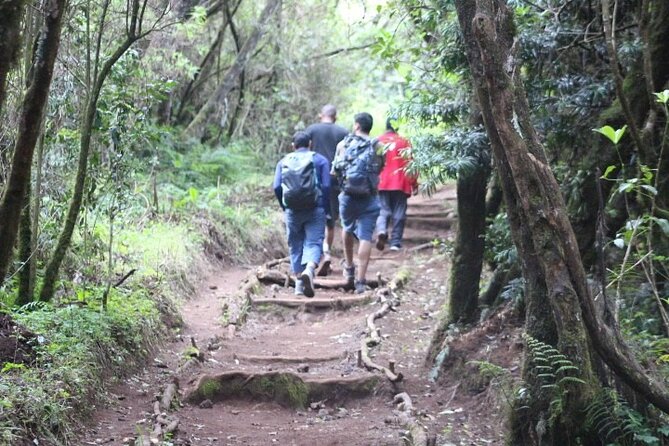 Top 5 Days Kilimanjaro Hiking | Climbing Tour by Marangu Route - Day 3: The saddle between Kibo and Mawenzi