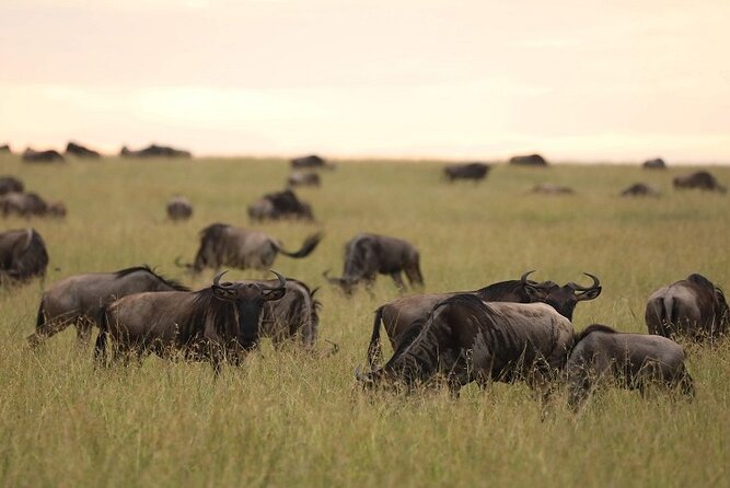 Top Best 5 Days Tanzania Luxury Safari to Serengeti - What the 4x4 setup means in practice