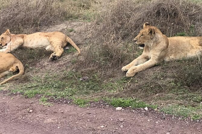 Top Best 5 Days Tanzania Luxury Safari to Serengeti - A full Serengeti day for predators and plains