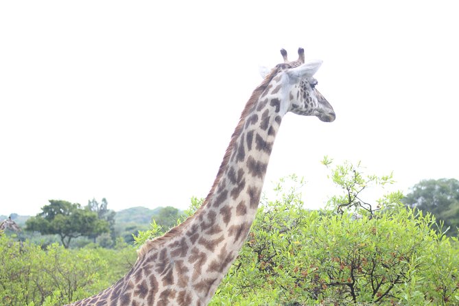 Tour at Arusha National Park - Ngurdoto Crater adds a dramatic final setting