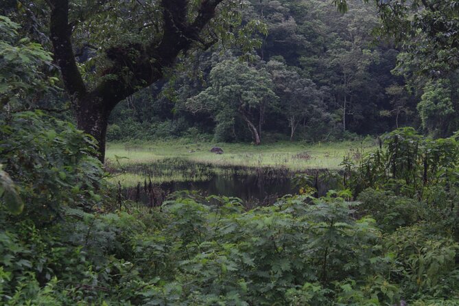 Tour at Arusha National Park - Morning and afternoon game drives