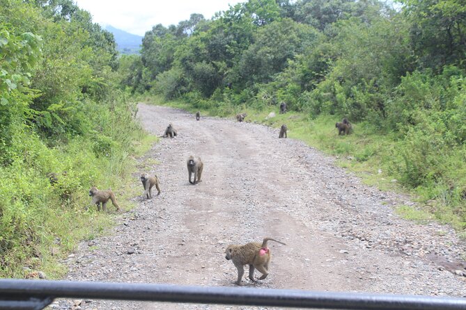 Tour at Arusha National Park - Mount Meru gives the park its shape