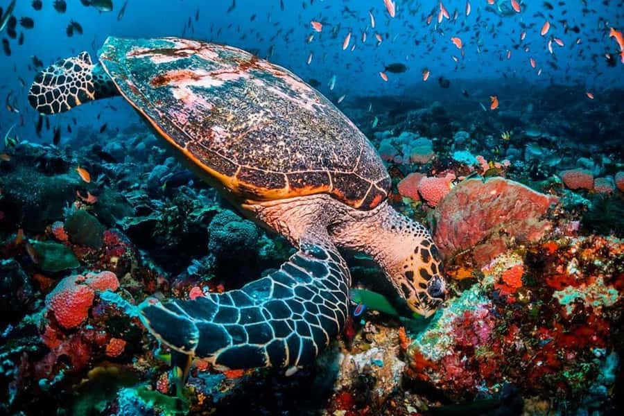 Turtle Snorkeling, Jozani Forest, Kuza Cave, Rock Restaurant - A full day across Zanzibar’s south