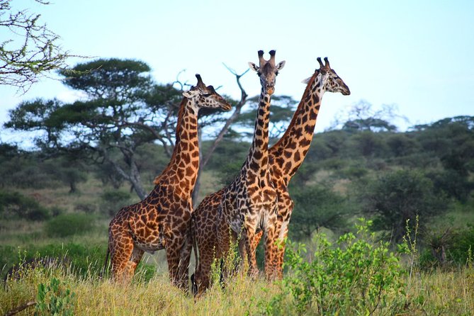 Ultimate Guide For The Best 4-Days Serengeti Safari in Tanzania - Day 1: Arusha toward Serengeti by the Ngorongoro rim