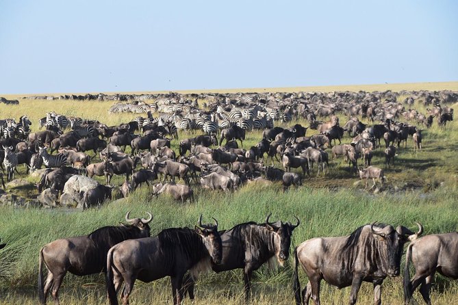 Ultimate Guide For The Best 4-Days Serengeti Safari in Tanzania - Food, lodging, and what the price covers