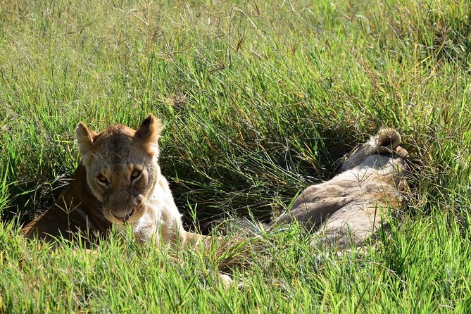 Ultimate Guide For The Best 4-Days Serengeti Safari in Tanzania - The Land Cruiser and daily comfort