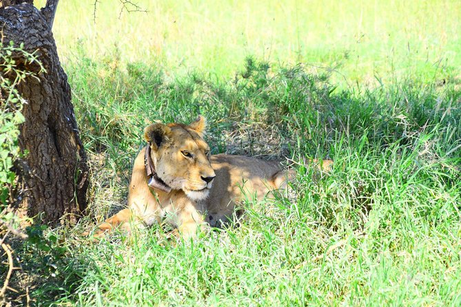 Ultimate Guide For The Best 4-Days Serengeti Safari in Tanzania - Who will enjoy this safari most