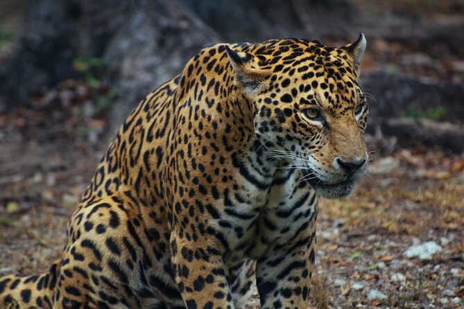 Unforgettable 4 Days Tanzania Private Budget Safari Tour - Key things to know before you book