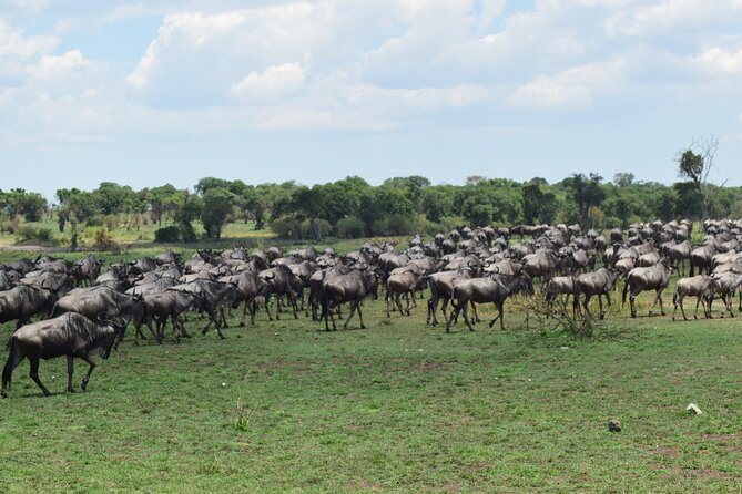 Unforgettable 4 Days Tanzania Private Budget Safari Tour - What the private vehicle changes