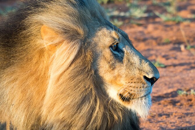 Unforgettable 4 Days Tanzania Private Budget Safari Tour - How strong is the migration promise?