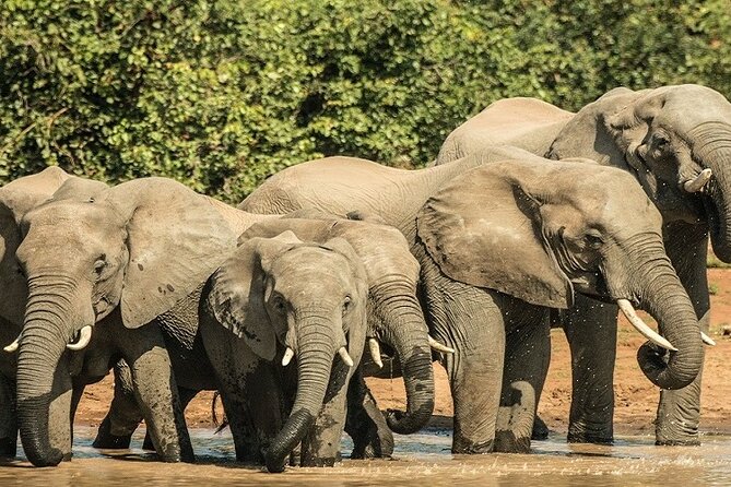 Unforgettable 5 days Tanzania Private Budget Camping safari - Key points to know before booking