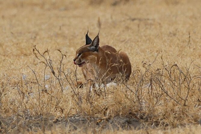 Unforgettable Tanzania Safari And Zanzibar Beach - Lake Manyara: a smaller park with a different feel