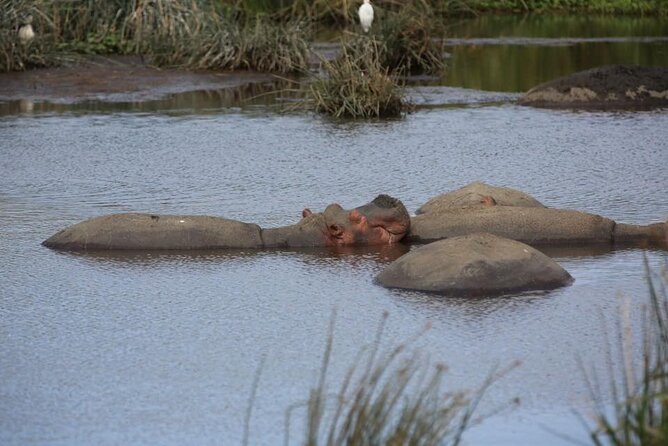 Unforgettable Tanzania Safari And Zanzibar Beach - Ngorongoro Crater: a concentrated wildlife day