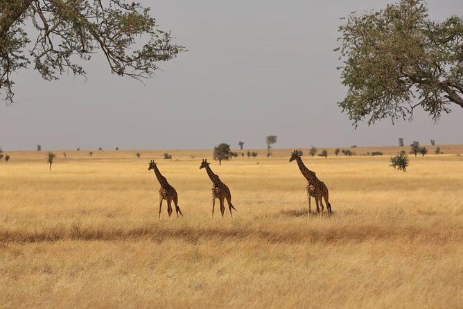 Unforgettable Tanzania Safari And Zanzibar Beach - Three Serengeti days, where the trip reaches its stride