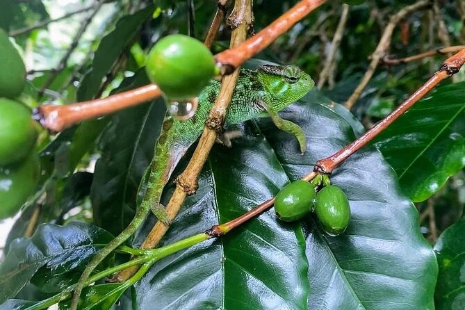 Waterfall, coffee tour & hot springs - lunch and drinks included - Frank’s role makes a practical difference