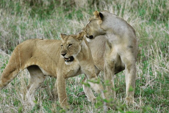 Wildlife Safari Tanzania - Day 4: Ngorongoro Crater and the road to Tarangire