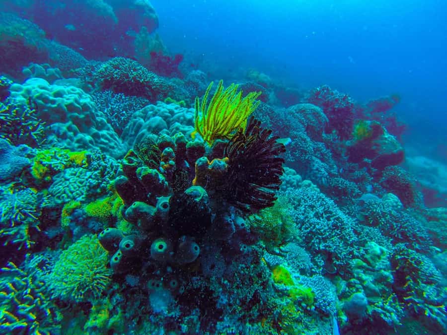 Zanzibar : 1 Day Blue Safari, Blue horizon experience - How the $170 price measures up
