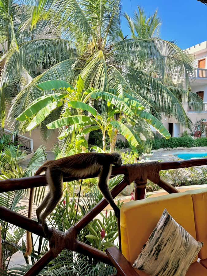 Zanzibar: 1 Day Pass all inclusive island Resort experience - Reef & Beach Resort, the biggest setting
