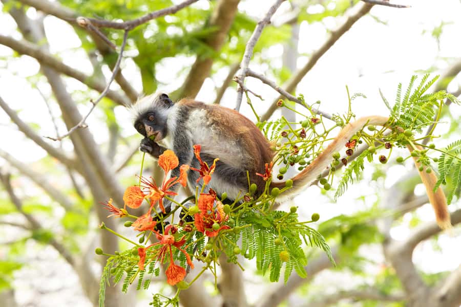 Zanzibar: 1 Day Pass all inclusive island Resort experience - Starting the day with transport or your own plans