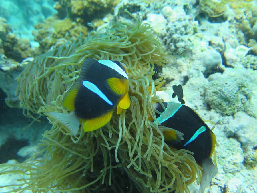 Zanzibar 1 Day Scuba Diving Course for Beginners with Lunch - Two sea sessions off the Zanzibar coast