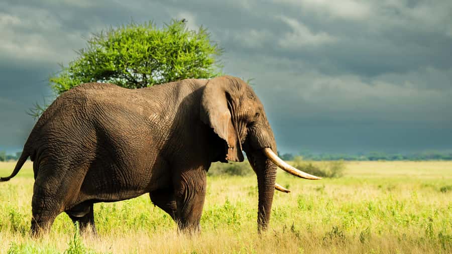 Zanzibar: 3-Day Northern Safari with Flights Included - Why this Zanzibar safari works for a short holiday