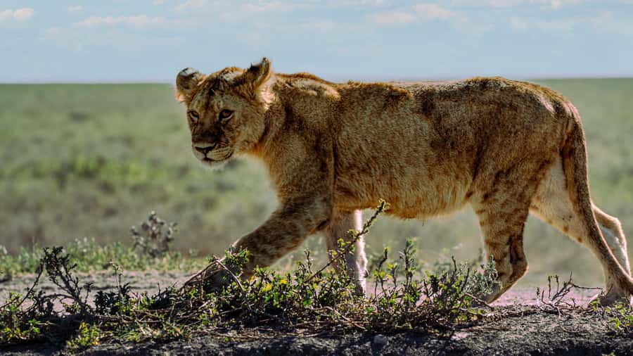Zanzibar: 3-Day Northern Safari with Flights Included - Flying from Zanzibar to Arusha