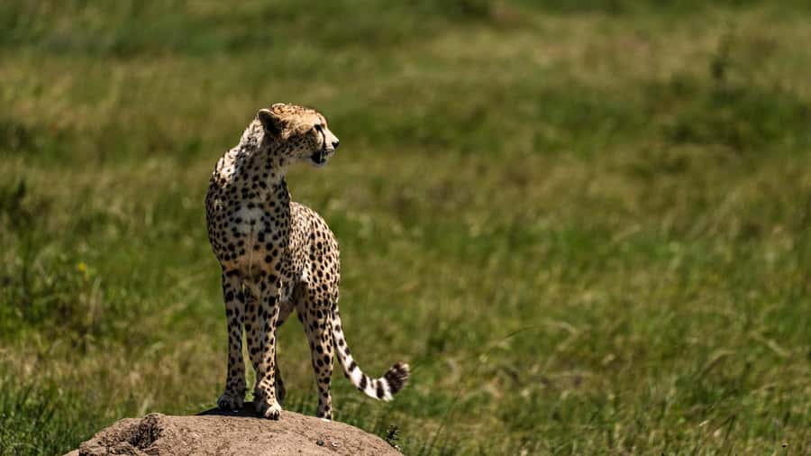 Zanzibar: 3-Day Northern Safari with Flights Included - The lakeside accommodation and its possible change
